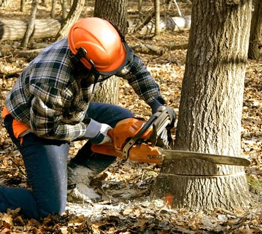 Tree Removal in Oak Hill, WV